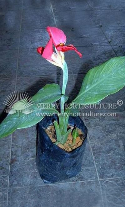 canna indica